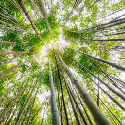 Deep in the lush mountains of Taiwan, a bamboo forest grows tall overhead.