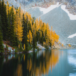 Golden Larch Trees at Blue Lake in North Cascades National Park during autumn. The beautiful trees are reflected in the still water of the lake, and a rock wall from a nearby mountain can be seen in the background.